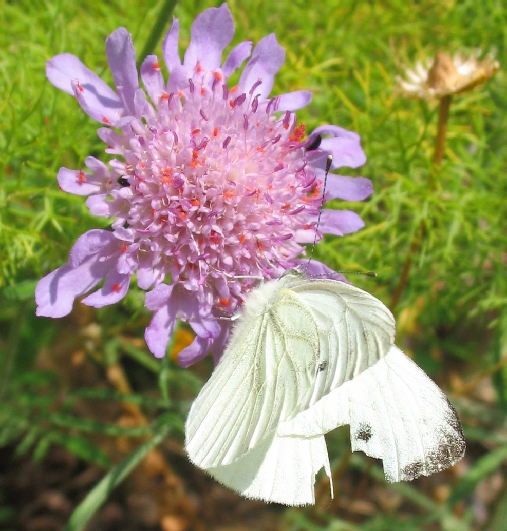 Pieris napi?